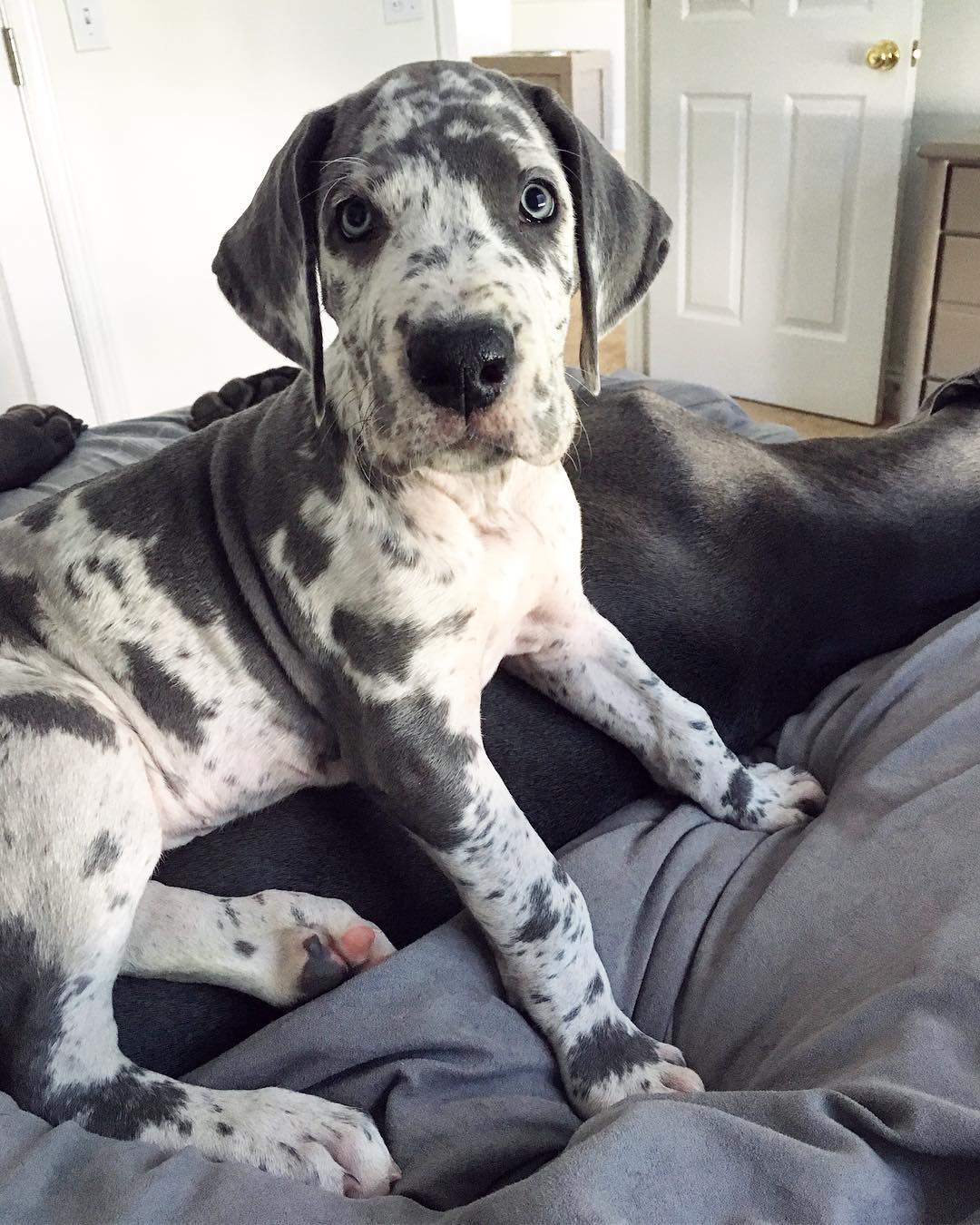 Deutsche Dogge